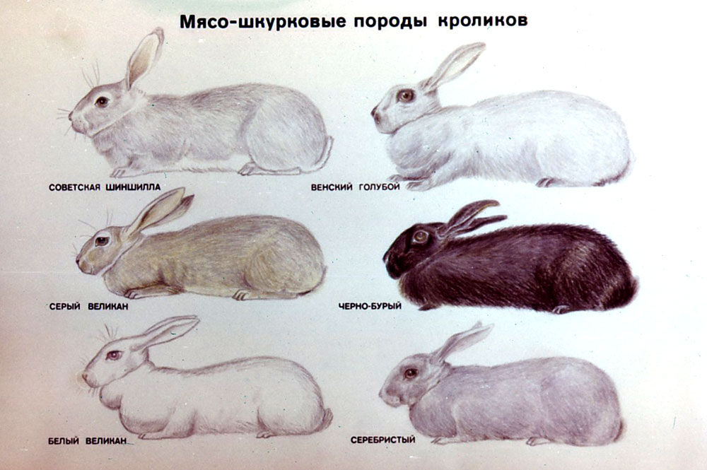 Мясо-шкурковые породы кроликов