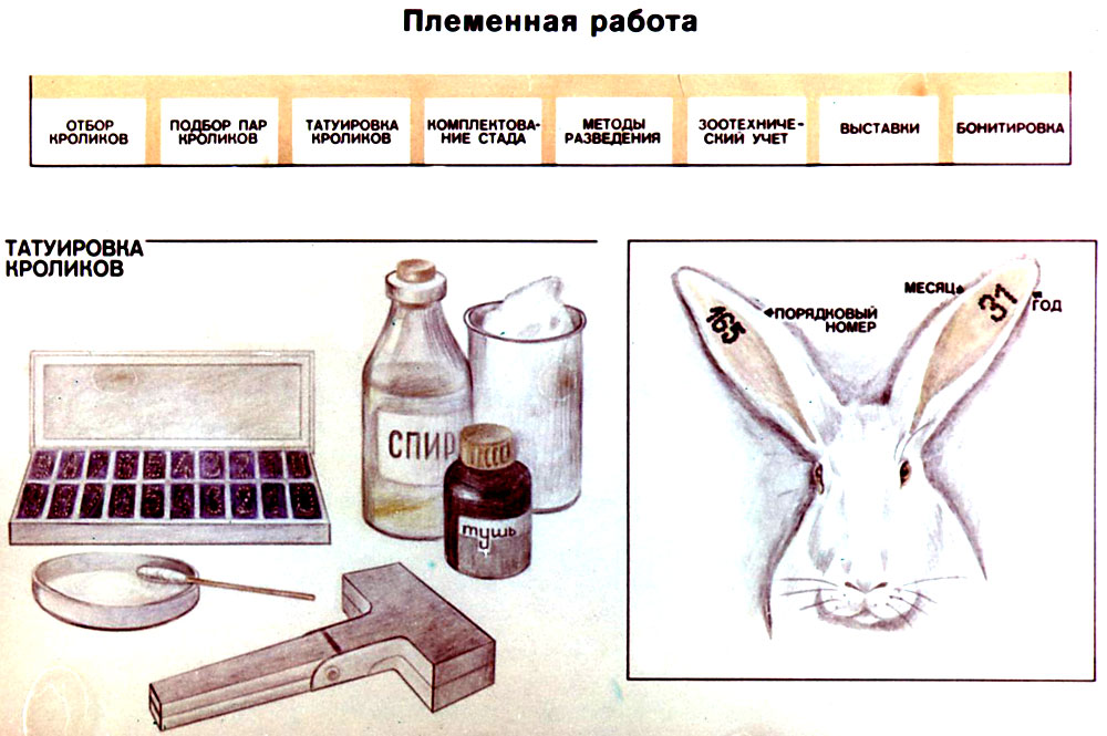 Племенная работа