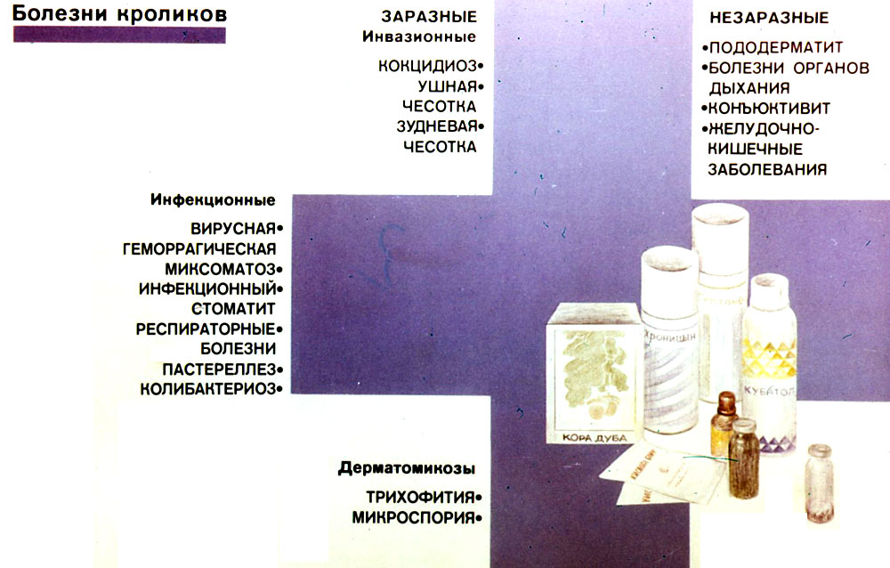 Болезни кроликов и их профилактика